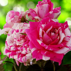 Роза «Флашинг (Flashing)»